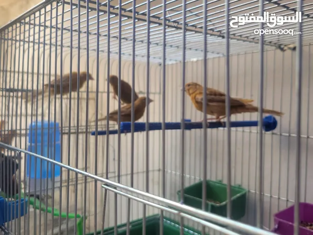 كنار للبيع مواردي ومشمشي