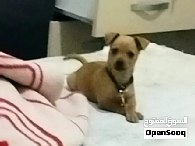 كلاب تشيواوا انتي وبوها ربي يبارك درجه اول زغده أصغر حجم في اتشيواوا