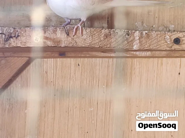 مطلوب نثيه ملكي