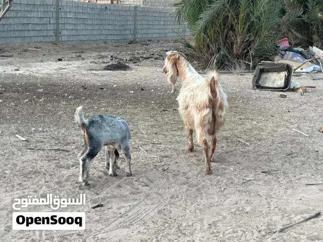 معزة تحتها عناق الله يبارك المكان الخمس كعام سنها سدسة
