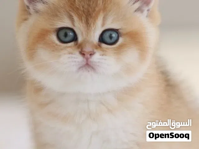 Royal Kittens/ كتن رويال