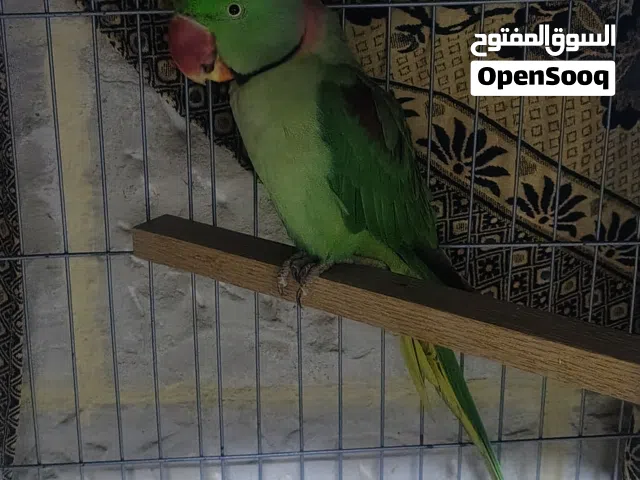 جوز كساندرا دبل جامبو