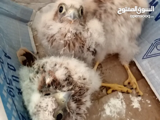 طيور للبيع