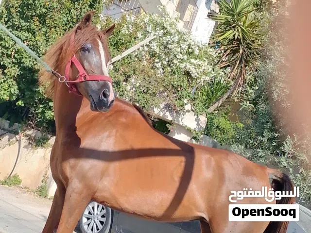 فرس للبيع في السلط