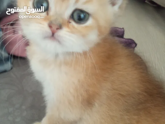 ذكر سكوتش ستريت غولدن