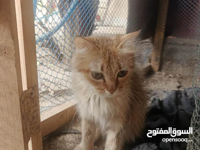 قطه عمر 3 اشهر للبيع