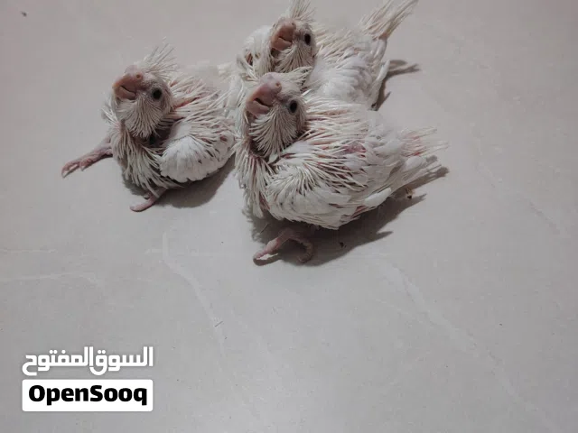 كوكتيل البينو