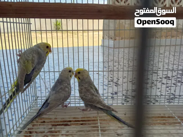 السلام عليكم  تلاته دكوره رينبو