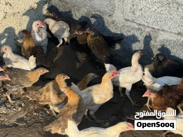 دجاج عماني يصلح لذبح