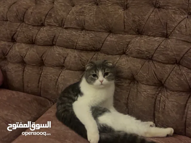 قطه سكوتش فولد معقمه للبيع