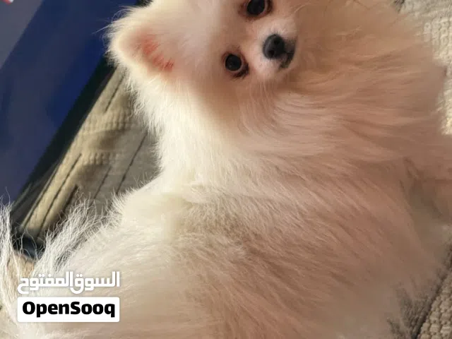 كلبه بومرينيان العمر سنه ماخذه جميع المطاعيم