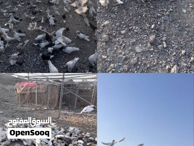حمام للبيع شوف الوصف مهم جدااا