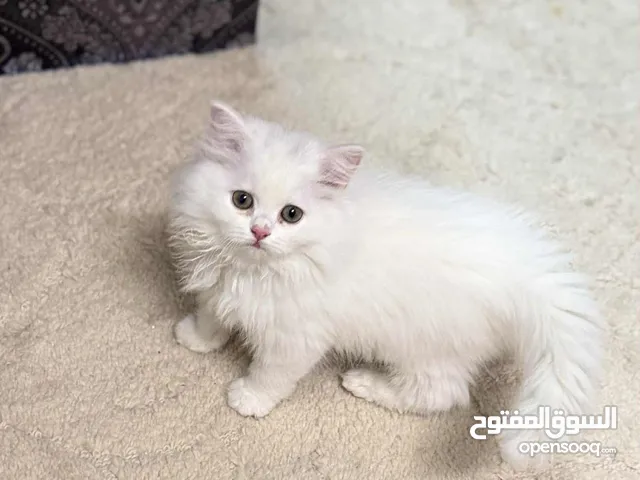 قطة كيتن شيرازي للبيع