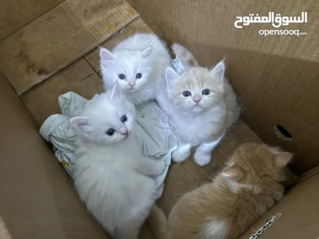 قطط شيرازية للبيع