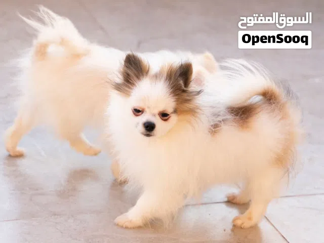 جـــــــــــــراء بوميرنيان وجراء زينه مميزه  حاصلين على جميع اللقاحات اللازمه وجرعه الدود