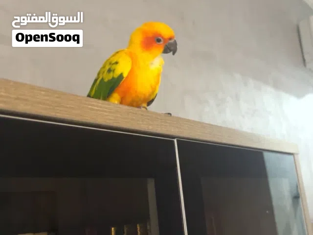 صن كنيور اسمه كوكي العمر 4 شهور تقريبا او اكثر بشوي عنده خوف