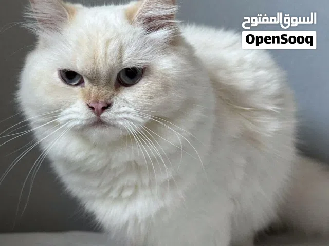 مجموعة قطط هملايا للتبيني