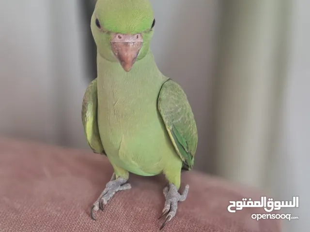 ببغاء دره هندي طيران حر داخلي + اليف جدا + يصفر وبادي يتكلم شوي