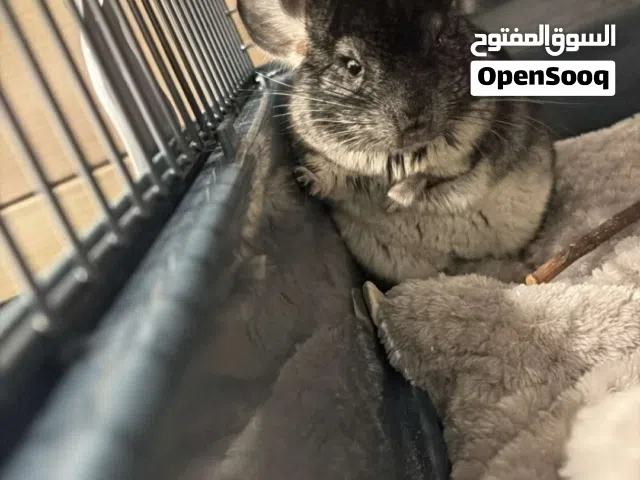 شينشيلا ذكر للبيع