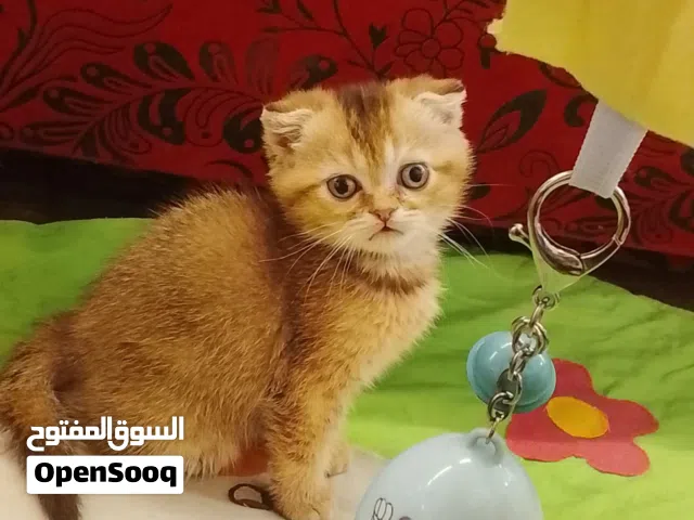 قط سكتش فولد بريتش شورت هير