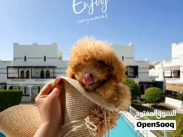 Toy poodle/puppy dog/poodle/توی بودل /بودل /بنت