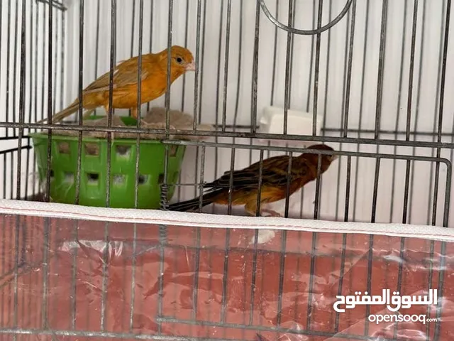 14 حبه كنار منهم اربع جواز الوان بتجنن تحتهم بيض منهم مخملي ومشمشمي وجزري وكرزي