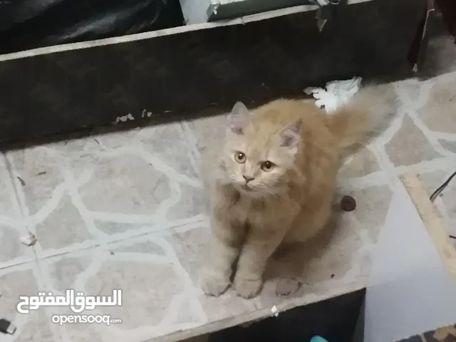 قط النهمة برتقالي اللون