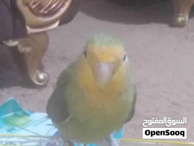 متوفر بفضل الله بركديلو روز مروض انظر الوصف