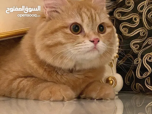 قطة شيرازية ذهبية gold