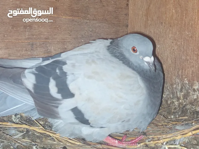 للبيع حمام زينه البعض زوج