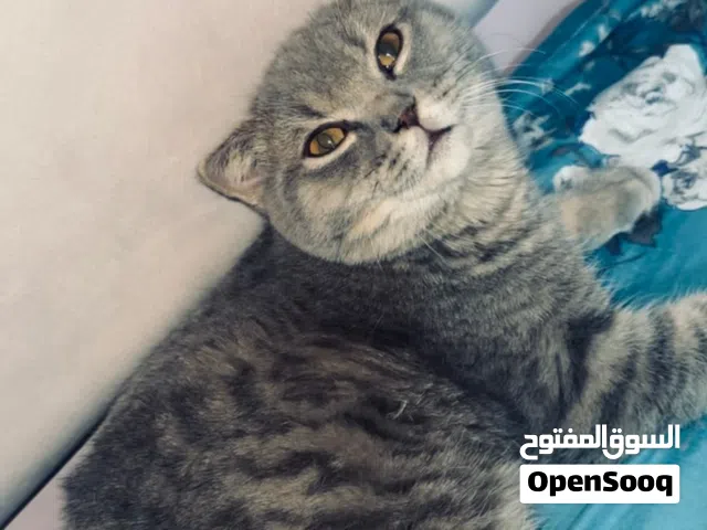 ذكر برتش فولد للتبني