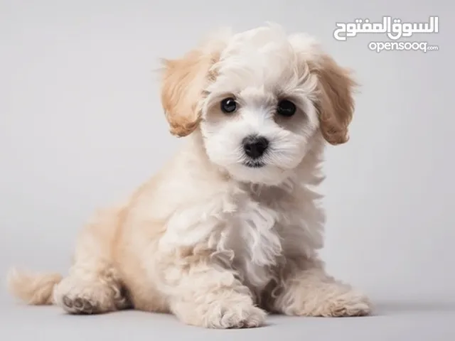 pet sitting (only small size dogs)