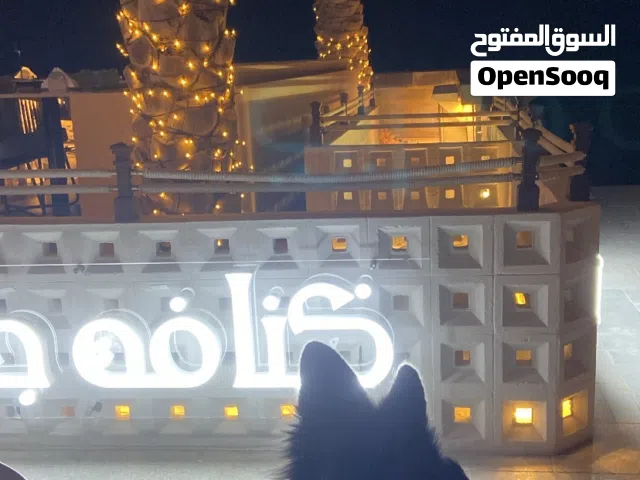 كلب جيرمن شو لاين شورت هير الكلب بلاك فيس و ماء شاء الله ه مستو قوي الكلب أنثى العمر12شهر