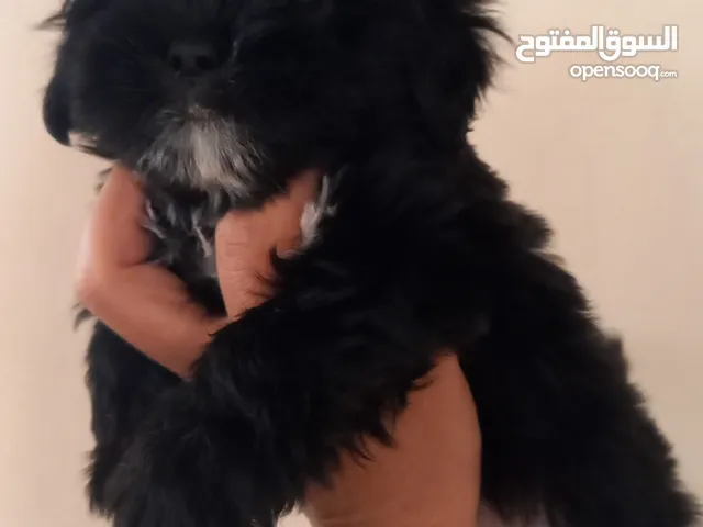 بسعر حرق اناث فرنش ب 50 دينار فقط