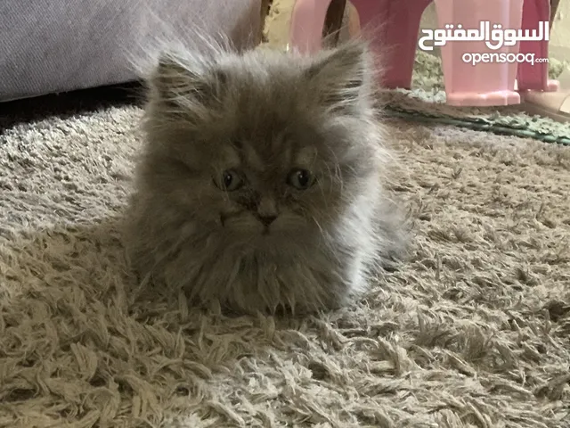 حنون لعوب جدا