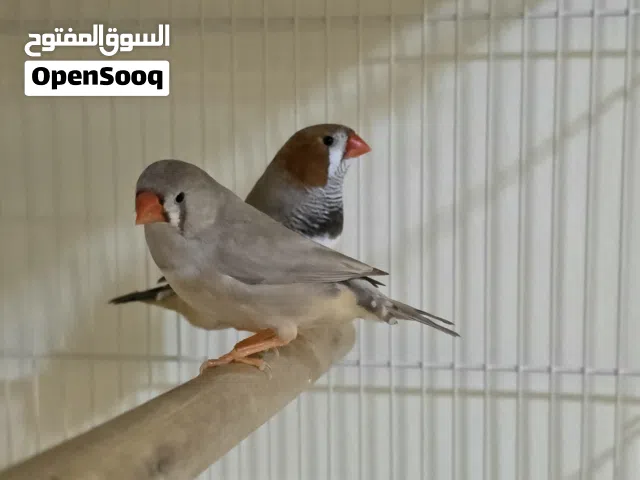 ازواج زيبرا منتجة ، الحجم العادي و الهولندي الوسط