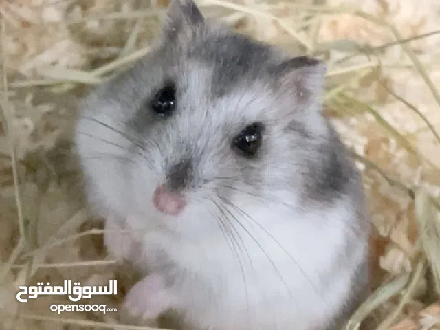 هامستر سوري اليف