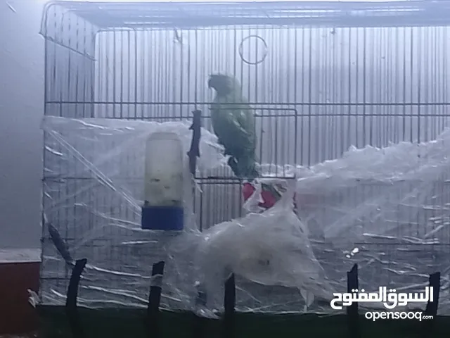 دره ذكريني للبيع