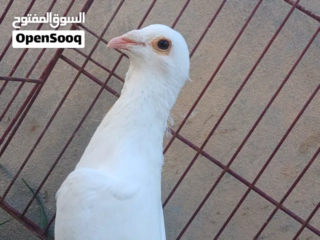 حمامه كينج