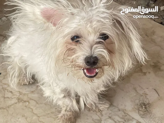 كلب مالتيز