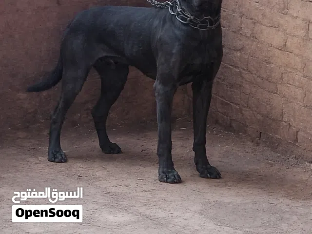 كلب للبيع عمره سنه