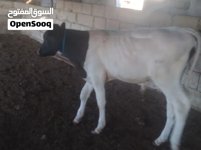 عجل نحب اول عمره 5 شهور