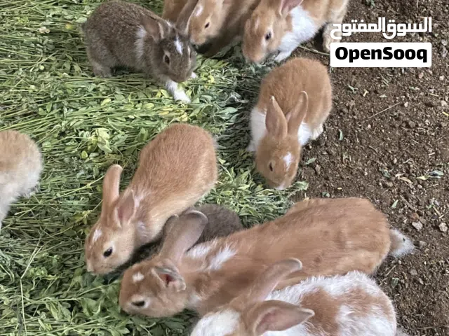 للبيع ارانب عمانيات