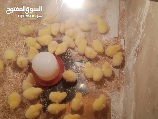 دجاج ابيض تربيه بيتى فراخ طعم ولا احلى دفعه جديده بادر بالحجز