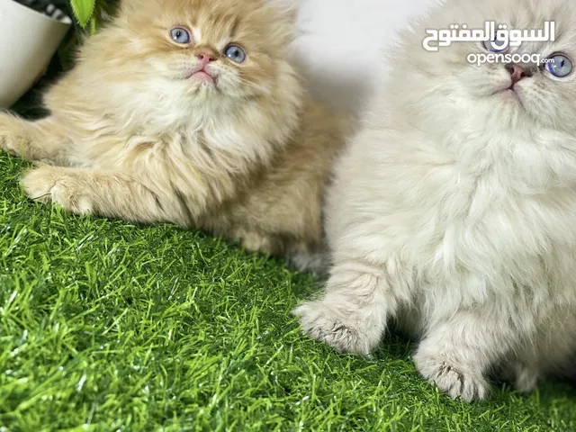 متوفرات ذني الحلوات