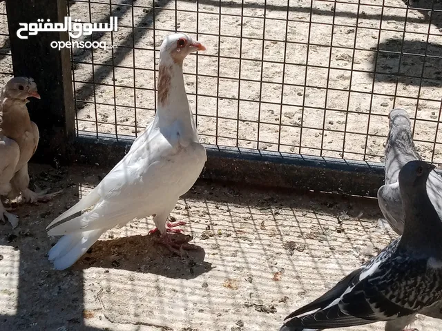 فراخ حمام البيع