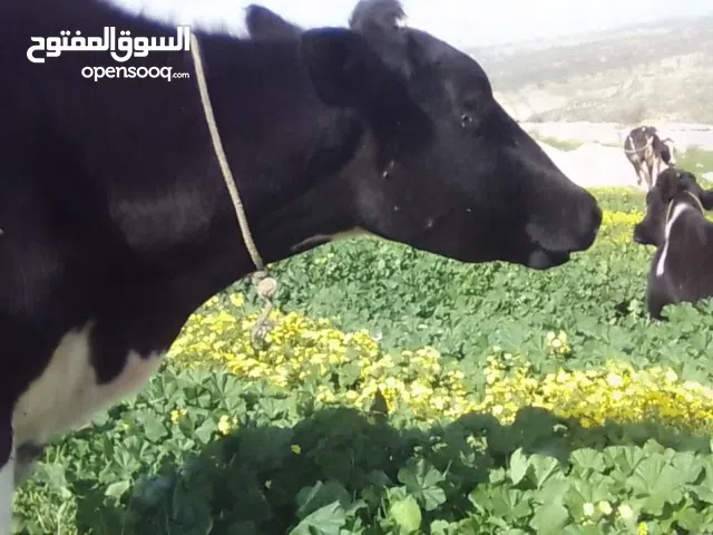 بكير حليب 14 للبيع