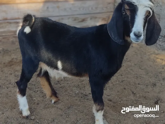 تٍيِس فُحًلّ صِغٌيِر فُيِ اَْلّعمٌر مٌاَْيِقاَْرب عمٌرهً 8 شهًور