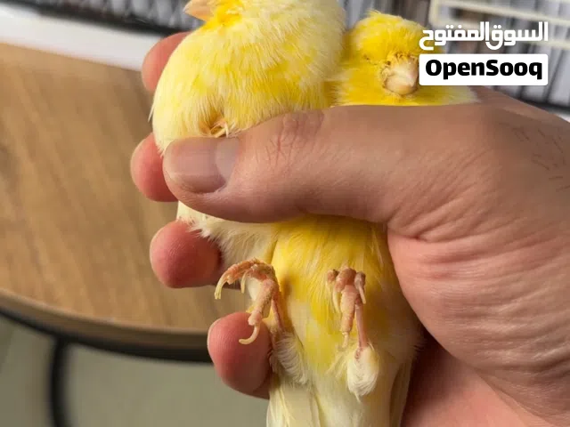 زوج كناري جلوستر