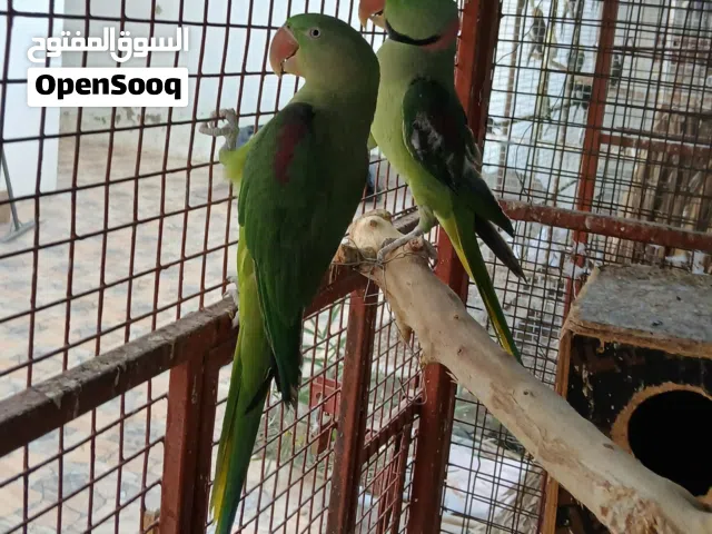 زوج نيبالي .. سوبر جامبو